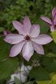 Clematis Omoshiro Powojnik